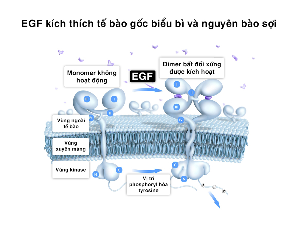 EGF kích thích tế bào gốc tái tạo cho da