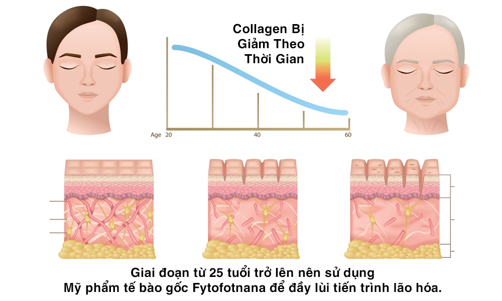 Collagen bị giảm theo thời gian vì quá trình lão hóa độ tuổi
