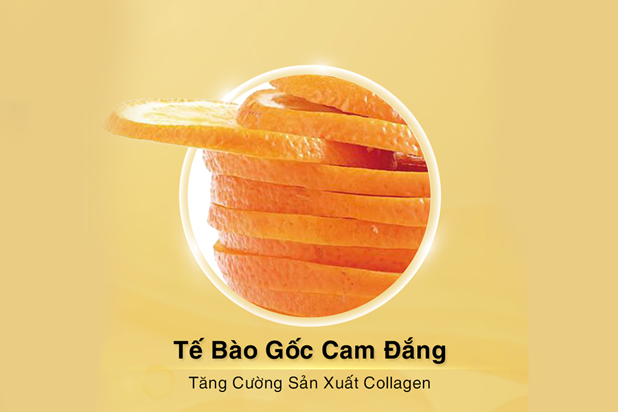 Công nghệ tế bào gốc - chiết xuất tế bào gốc cam đắng