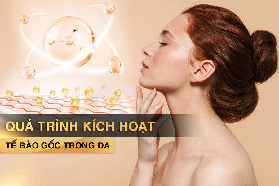 Quá trình kích hoạt tế bào gốc trong da