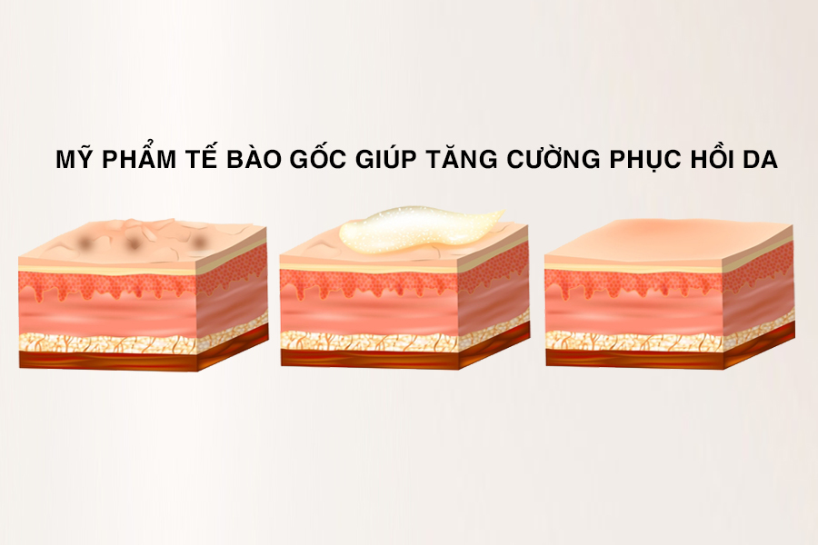 tác dụng của tế bào gốc bôi mặt
